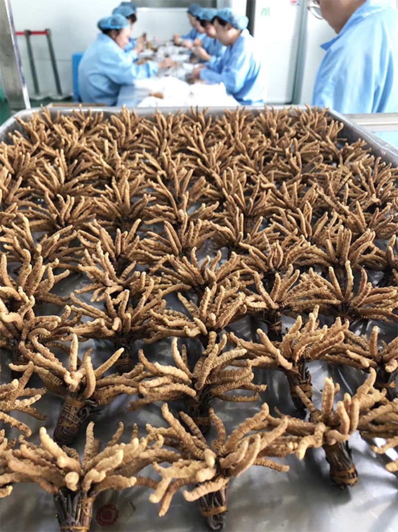 壹仁堂冬虫夏草